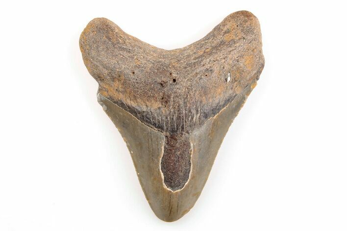 Bargain, Fossil Megalodon Tooth - North Carolina #200659